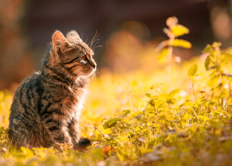 Gyvūnų Terapija: Kaip Katinai ir Šunys Gerina Mūsų Gyvenimus